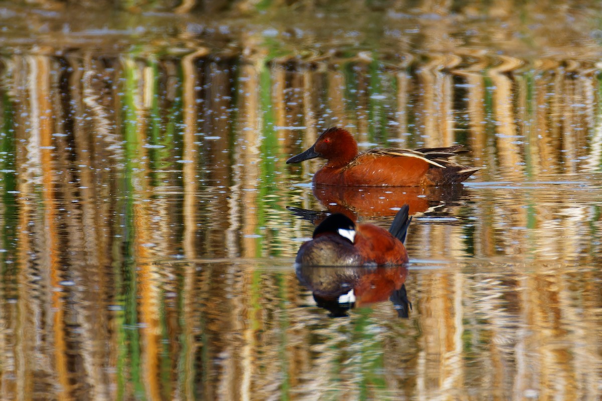 Cinnamon Teal - Ruogu Li