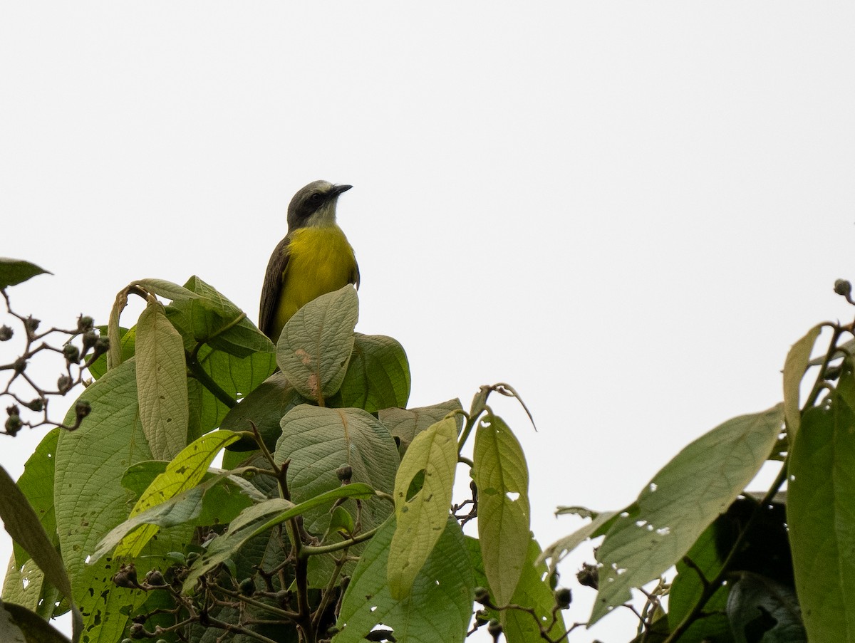 Gray-capped Flycatcher - Forest Botial-Jarvis