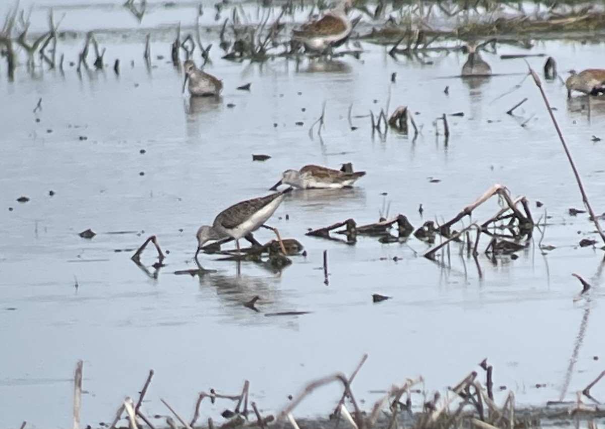 Lesser Yellowlegs - Molly Herrmann