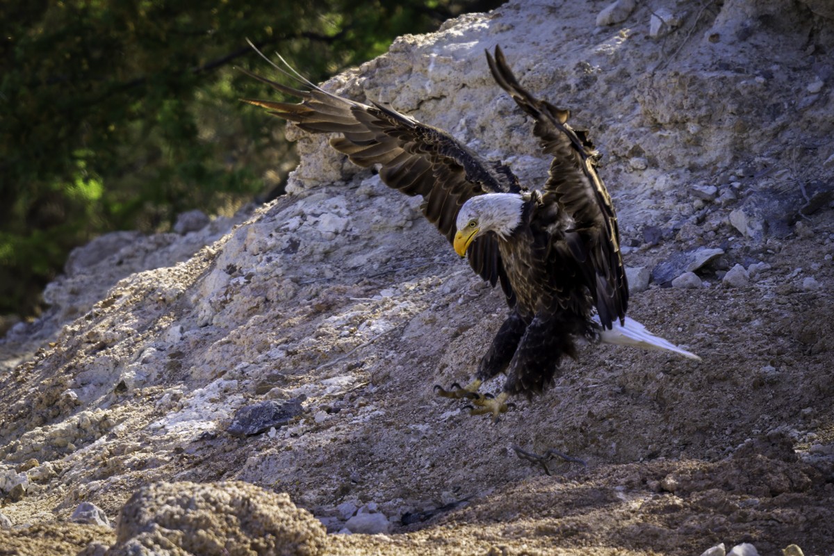 Bald Eagle - Eric Gofreed