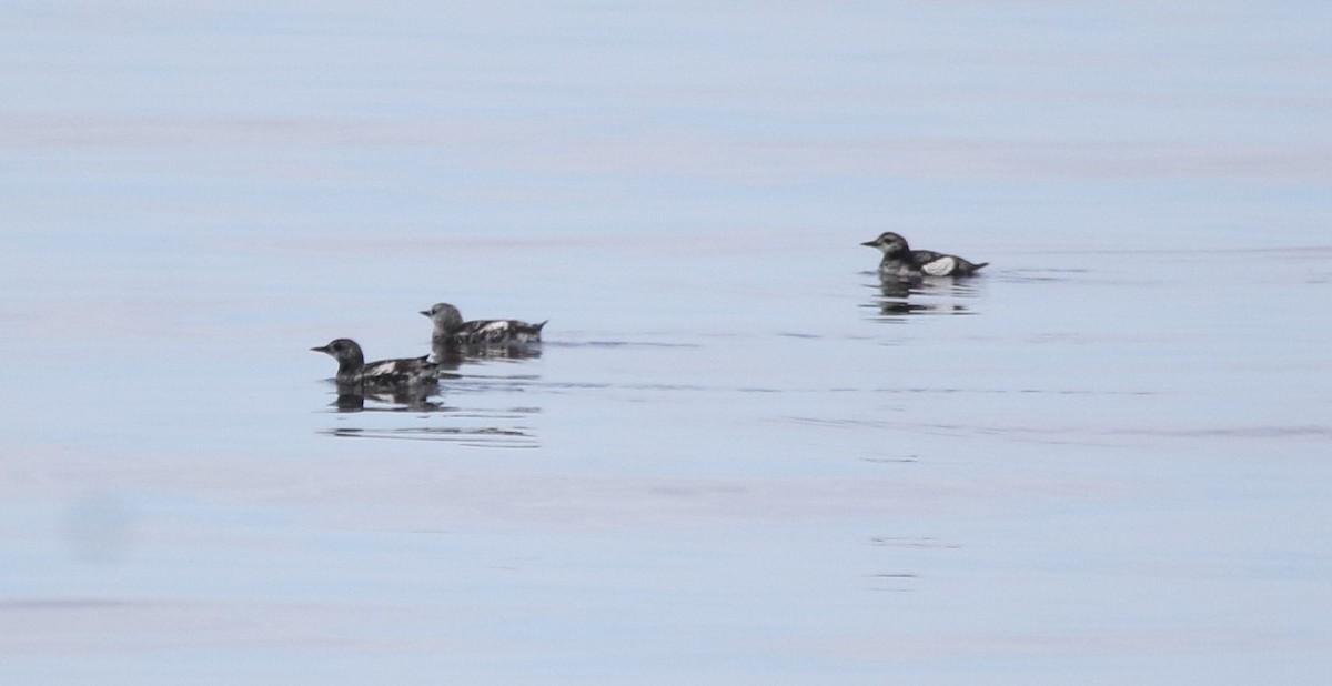 Black Guillemot - Marie-Josee D'Amour