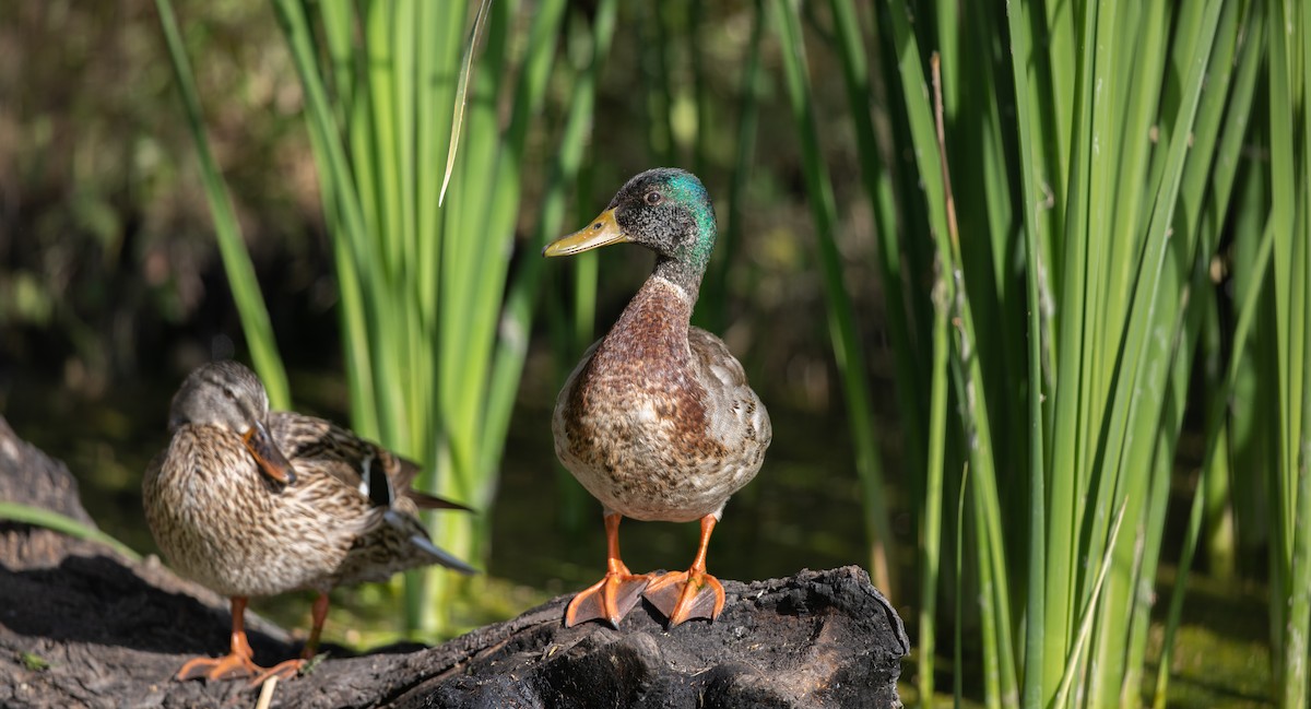 Mallard - Michael Sadat