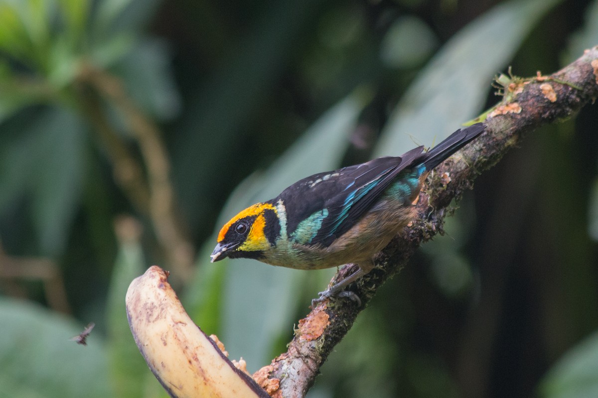 Flame-faced Tanager (Yellow-faced) - Nancy Davis