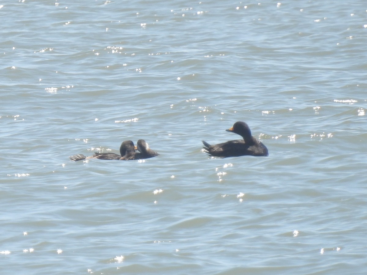 Black Scoter - Cindy Leffelman