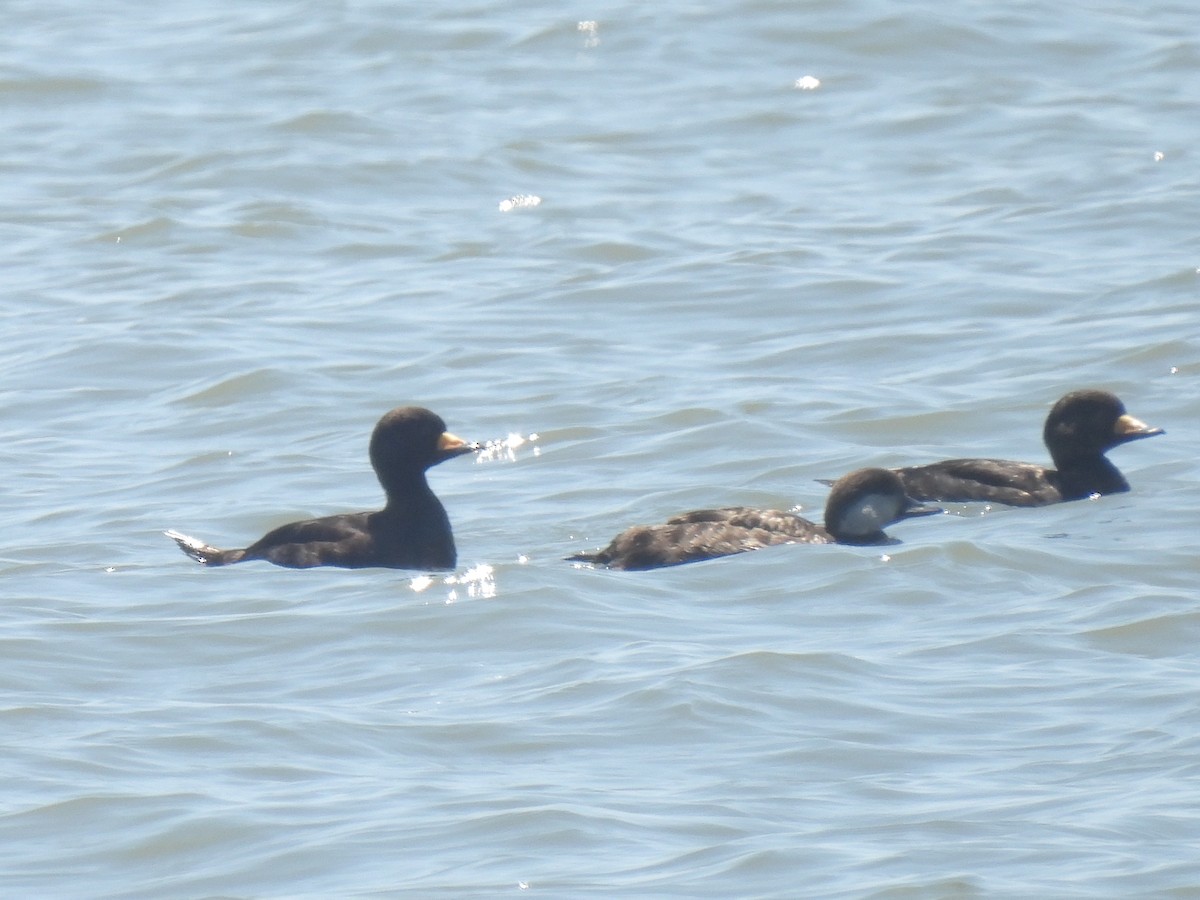 Black Scoter - Cindy Leffelman