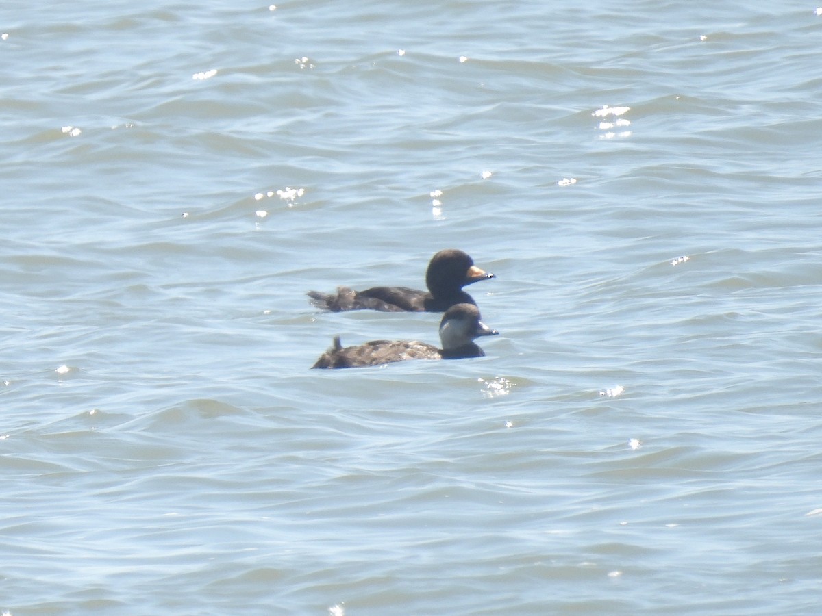 Black Scoter - Cindy Leffelman