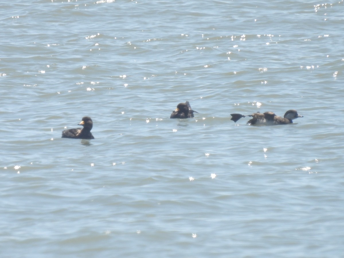 Black Scoter - Cindy Leffelman