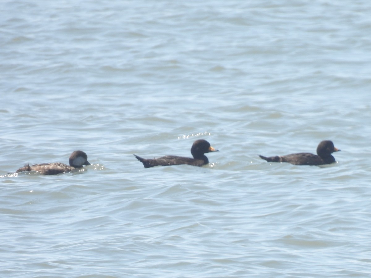 Black Scoter - Cindy Leffelman