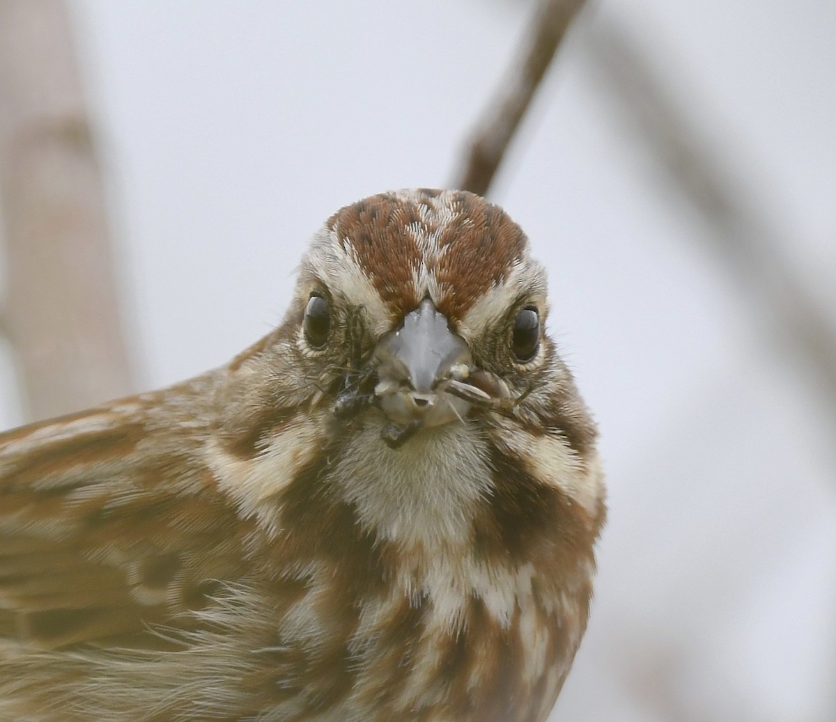 Song Sparrow - ML619463926