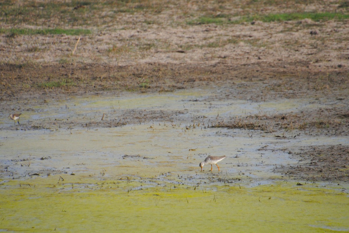 Common Redshank - Alyssa DeRubeis