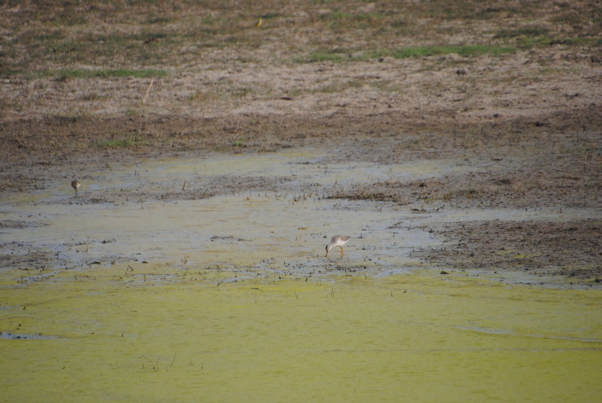 Common Redshank - Alyssa DeRubeis