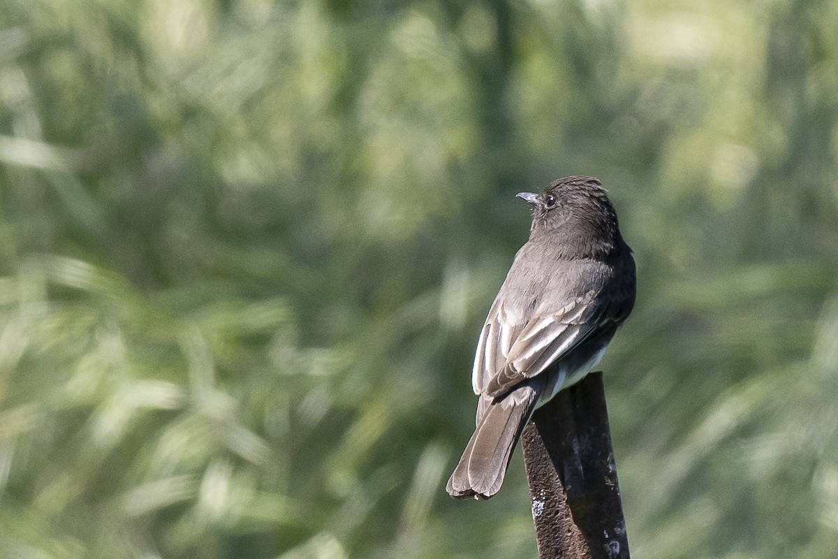 Black Phoebe - Wayne Lattuca