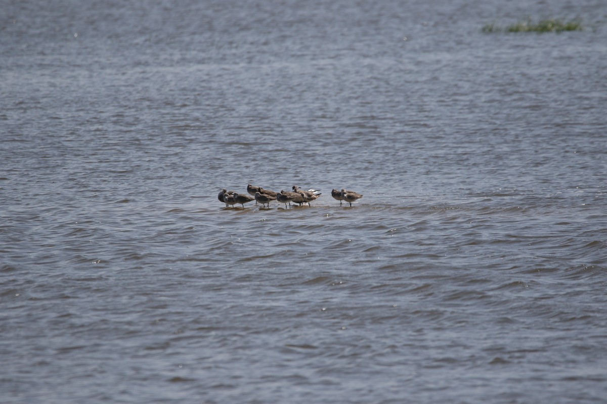 ub. måke/terne (Laridae sp.) - ML619463945