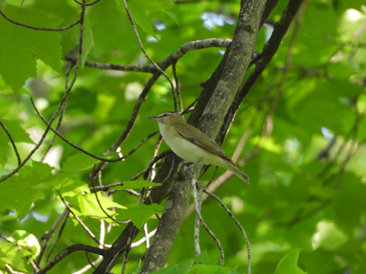 Red-eyed Vireo - Sam Ivande