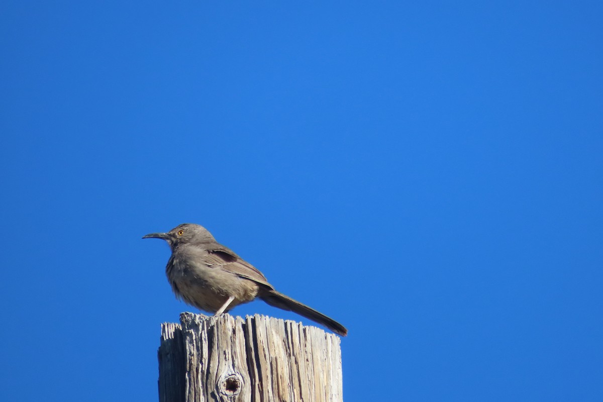 Curve-billed Thrasher - David Brinkman