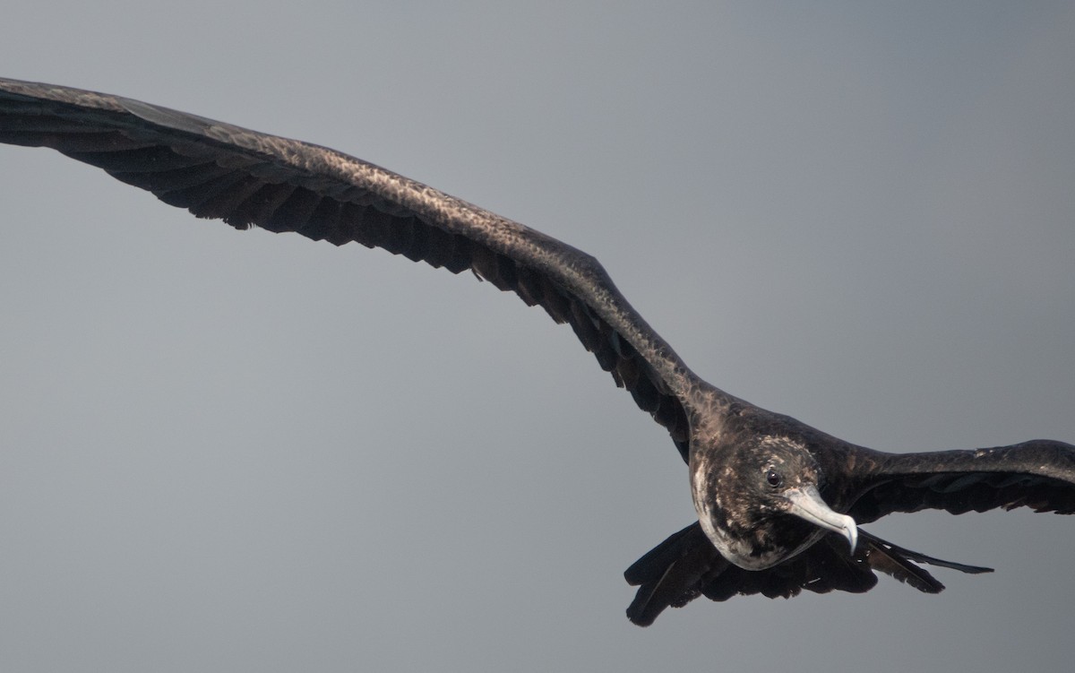 Magnificent Frigatebird - Jodi  Chambers