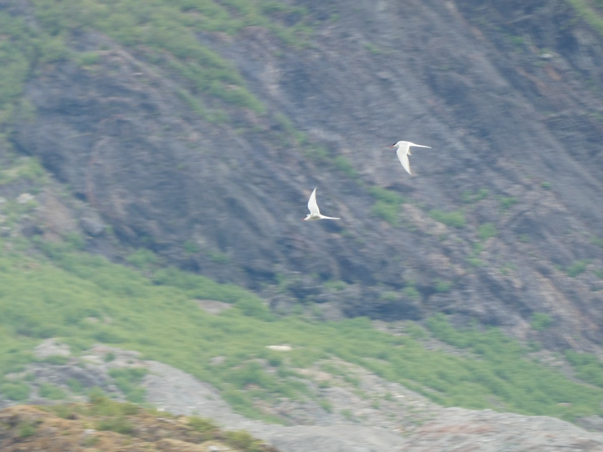 Arctic Tern - Kellie Collier