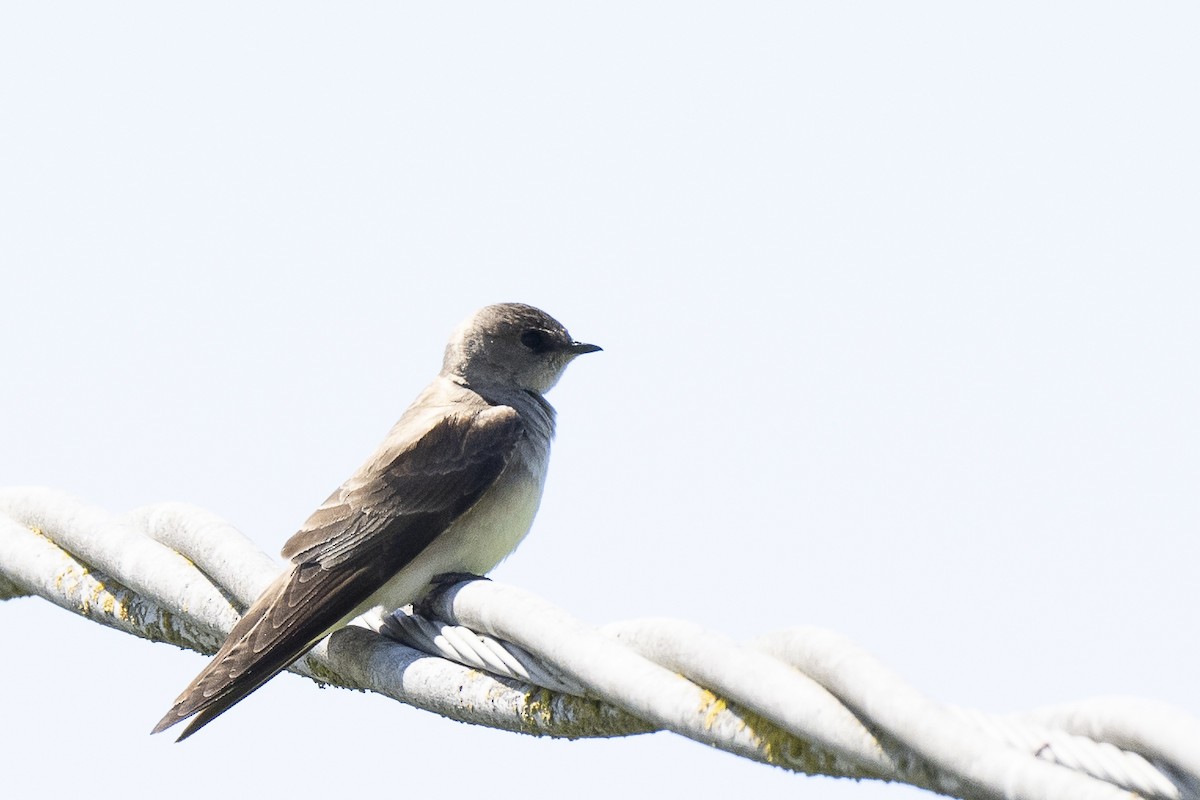 Northern Rough-winged Swallow - Wayne Lattuca