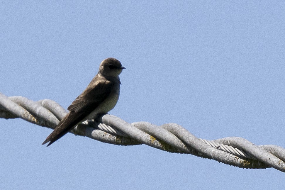 Northern Rough-winged Swallow - Wayne Lattuca