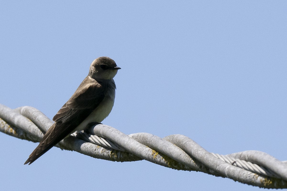 Northern Rough-winged Swallow - Wayne Lattuca