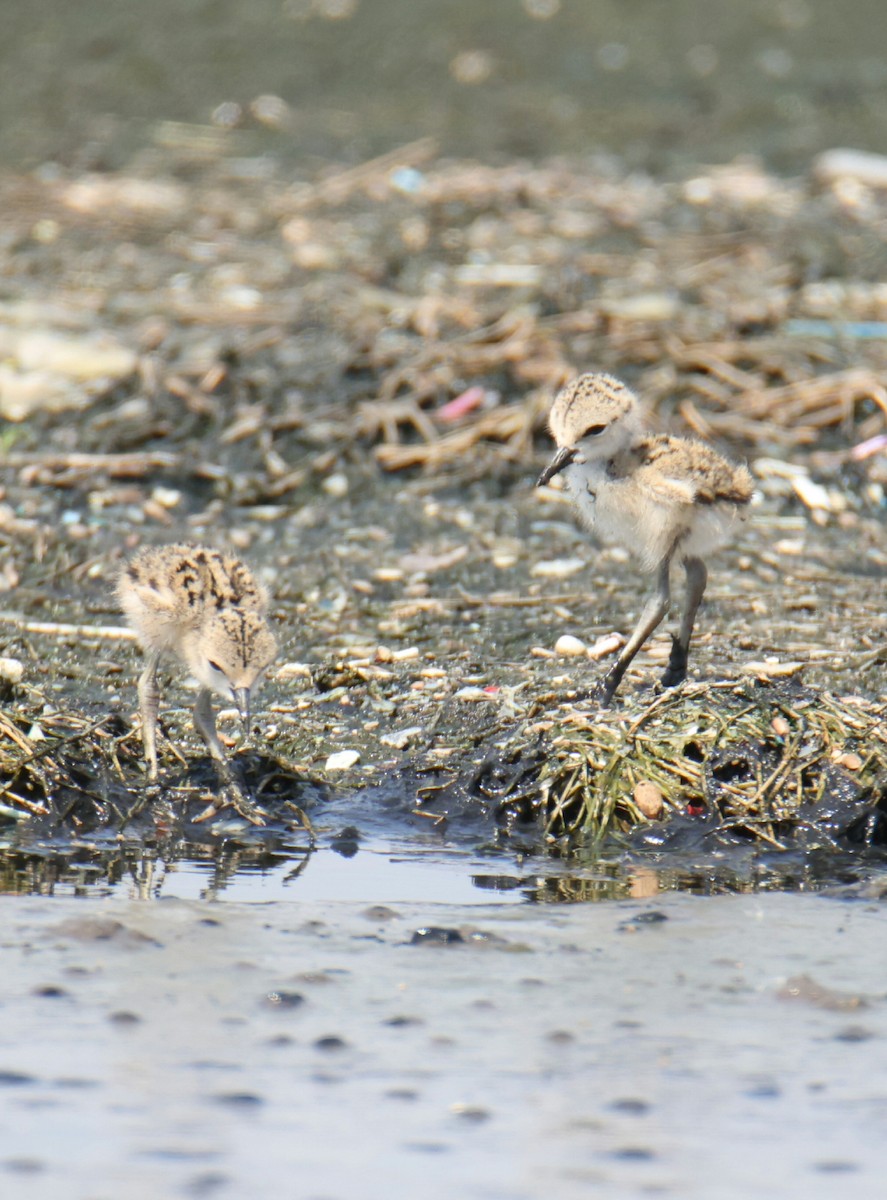 Black-necked Stilt - ML619463977