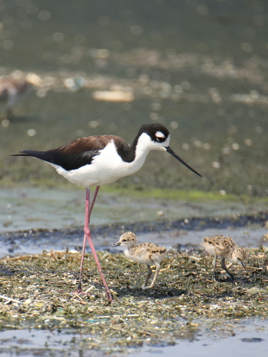 Black-necked Stilt - ML619463980