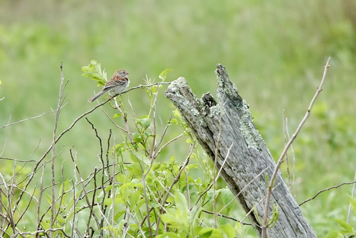 Field Sparrow - Fleeta Chauvigne