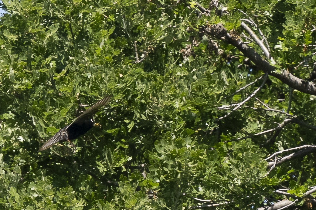 European Starling - Wayne Lattuca