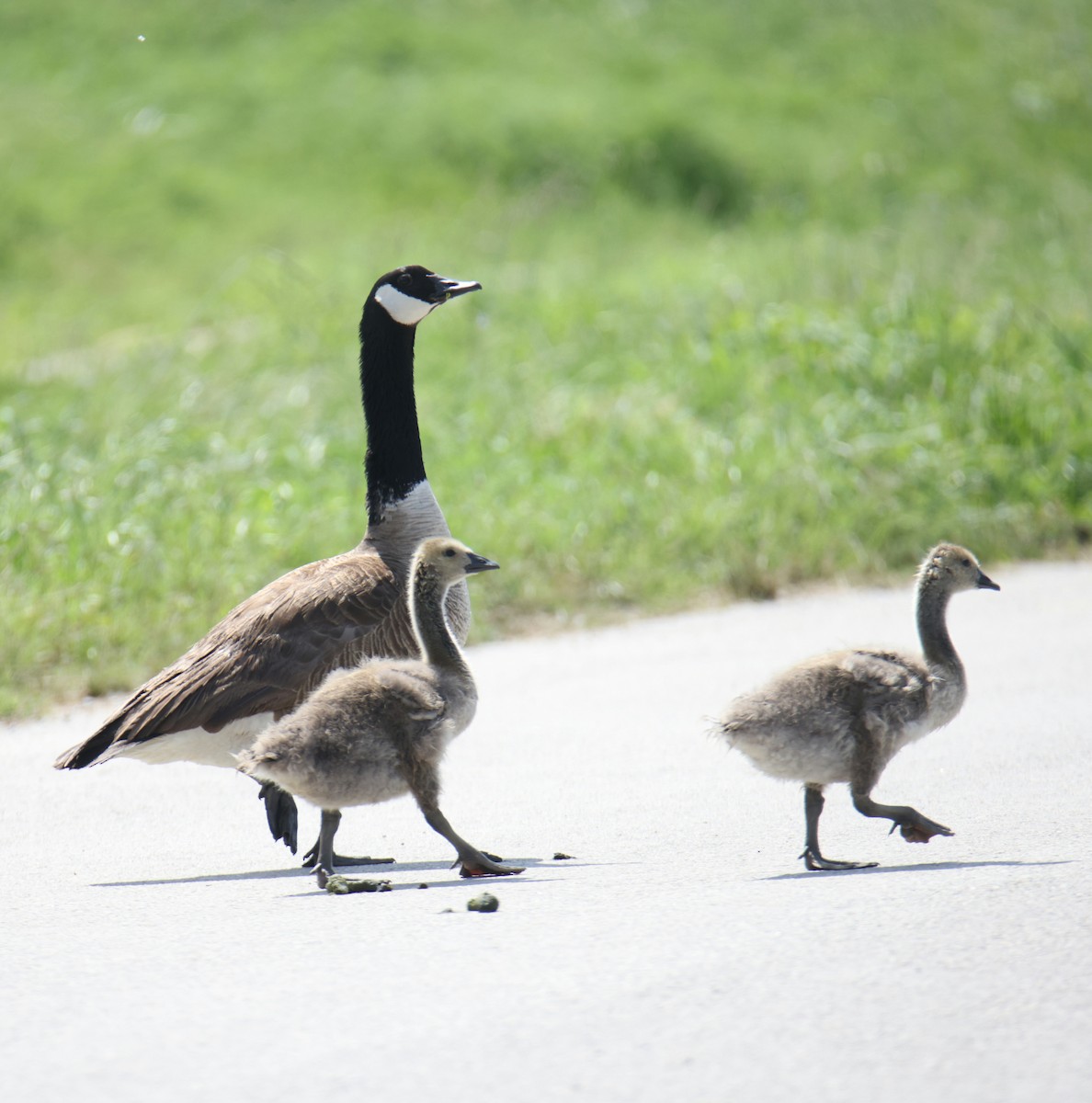 Canada Goose - Juan Aguayo