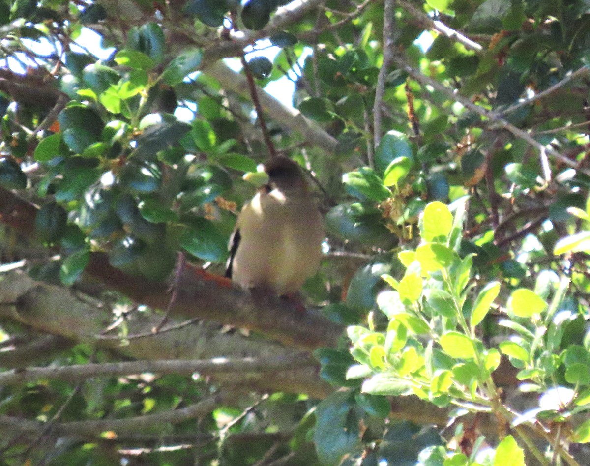 Evening Grosbeak - Chris Hayward