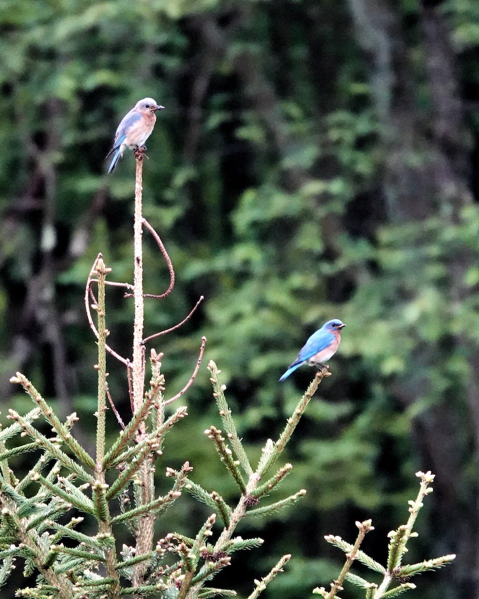 Eastern Bluebird - Tom Shepard