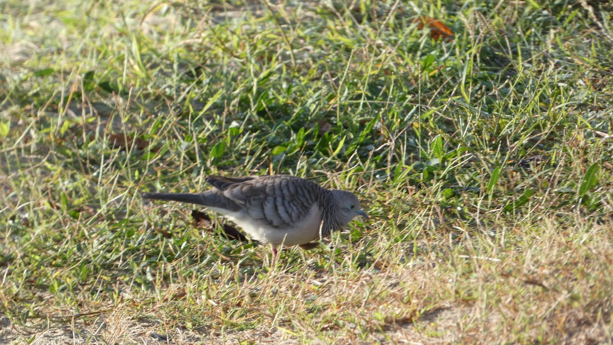 Peaceful Dove - ML619463996