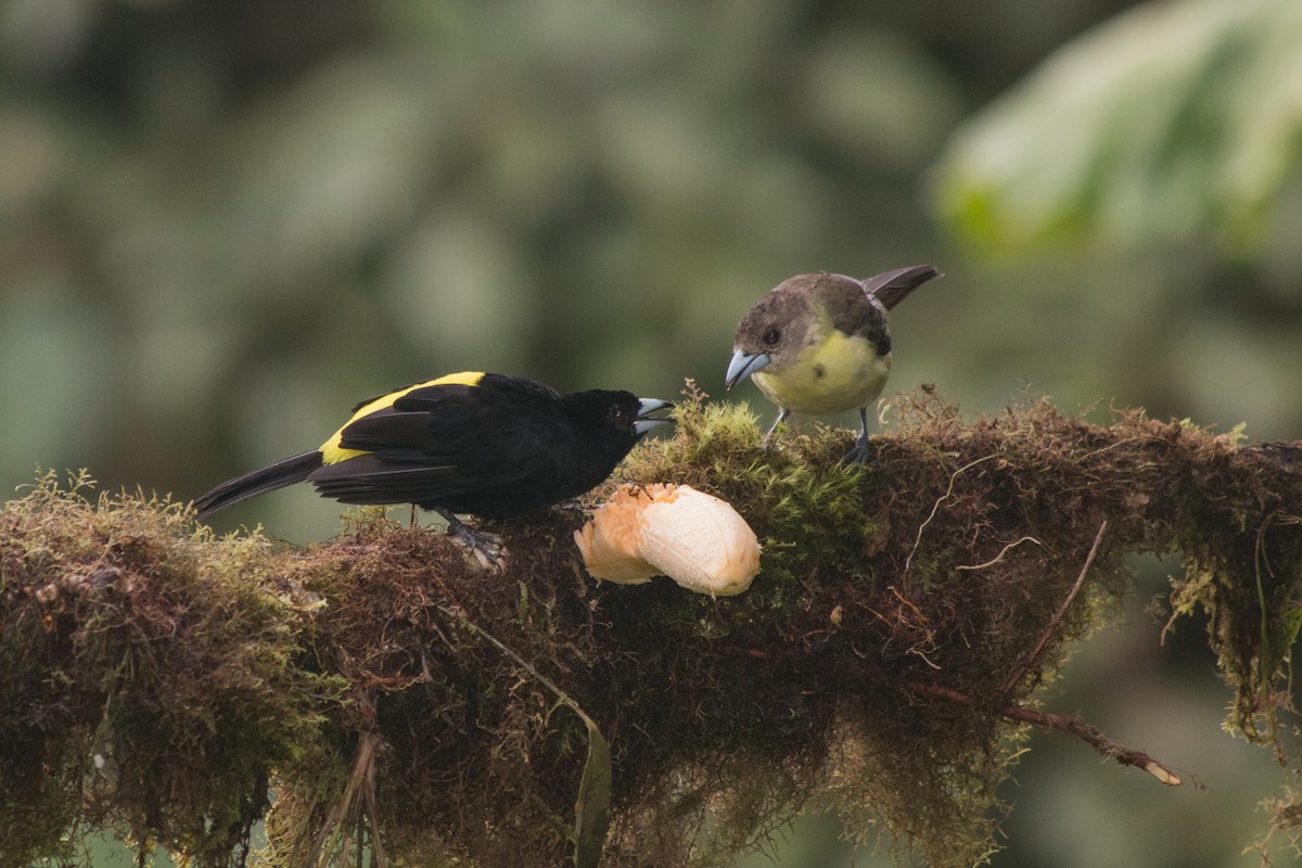 Flame-rumped Tanager - Nancy Davis