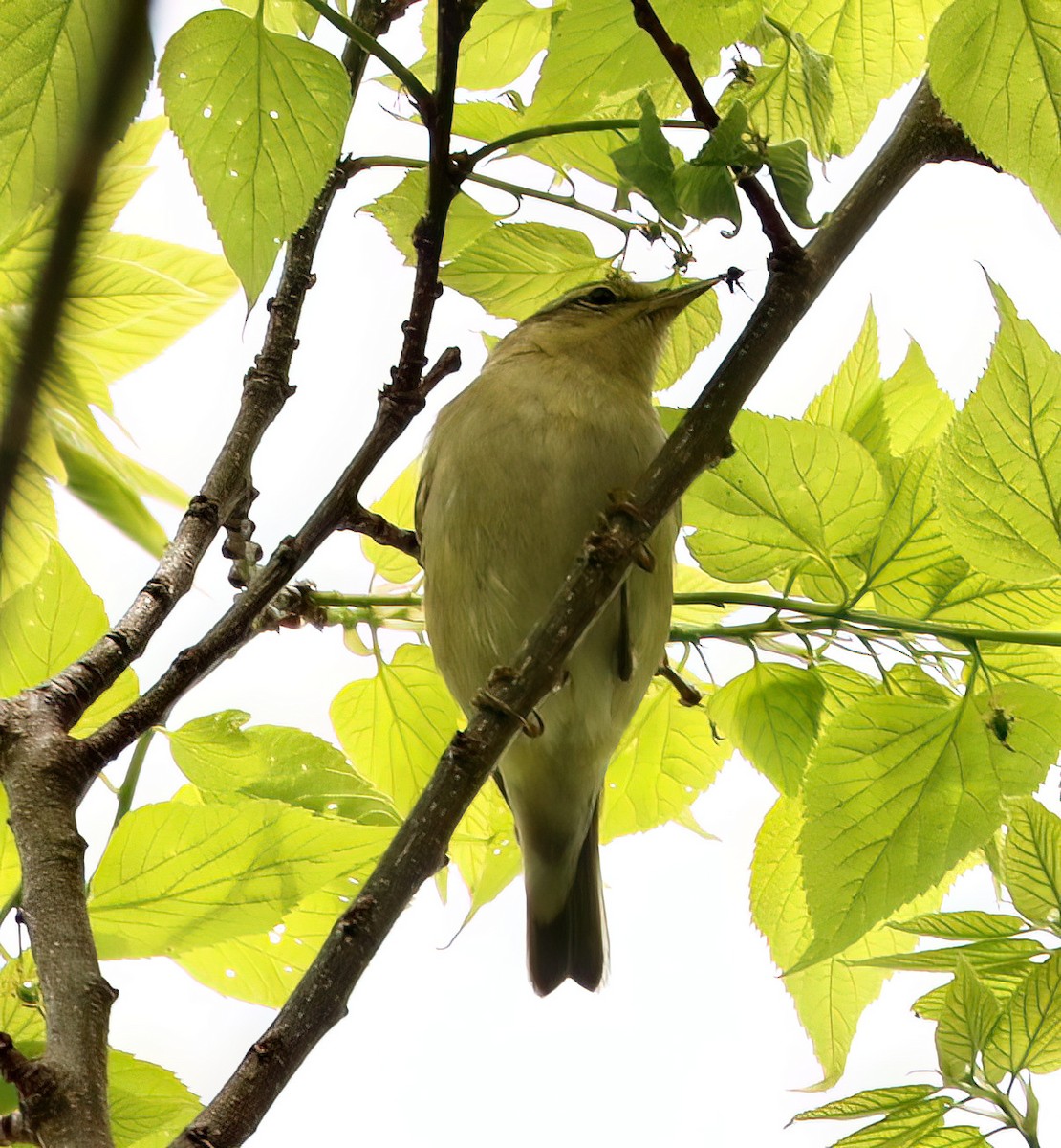 Tennessee Warbler - Charlotte Byers