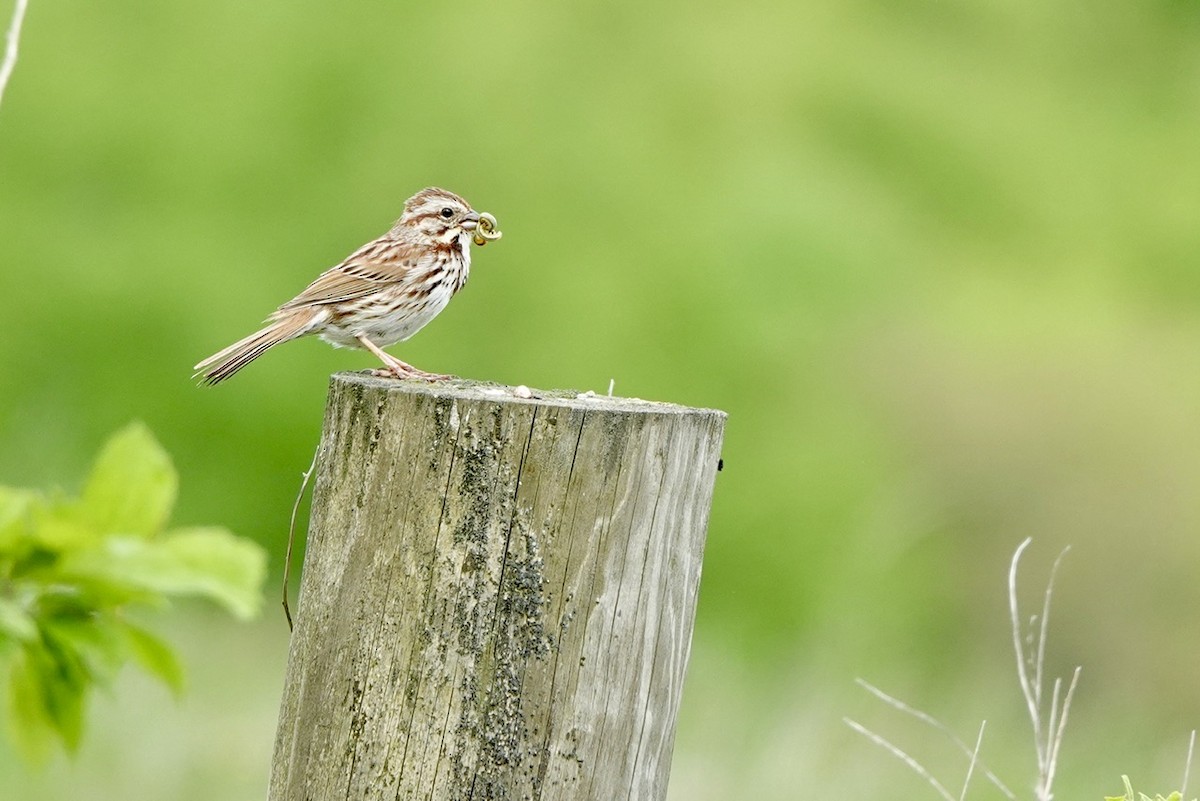 Song Sparrow - Fleeta Chauvigne