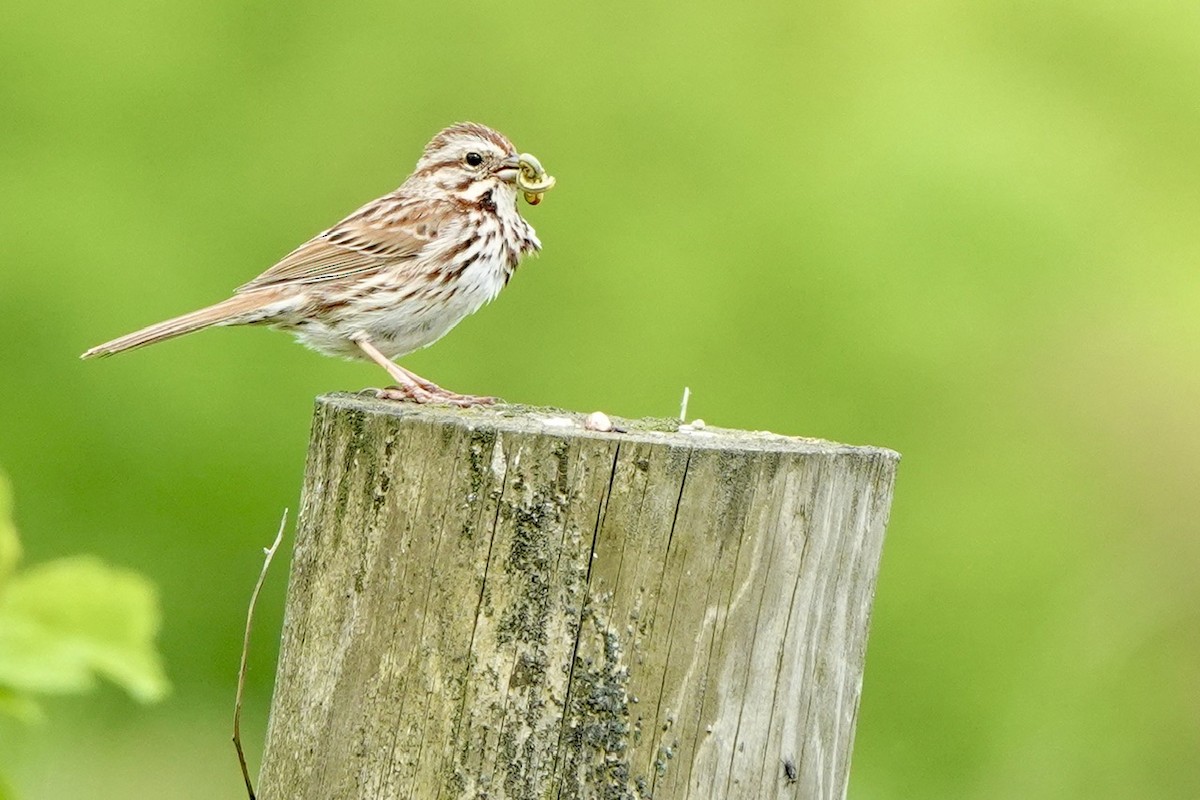 Song Sparrow - Fleeta Chauvigne