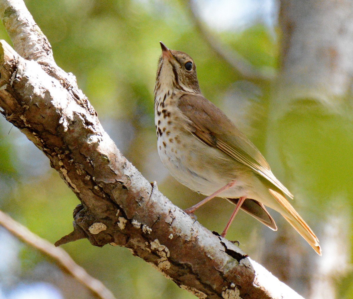 Hermit Thrush - Michael J Good