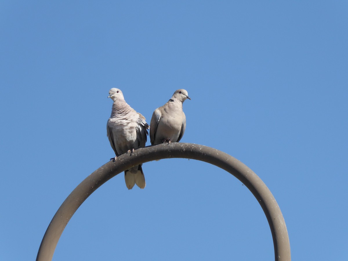 Eurasian Collared-Dove - Loren Quinby