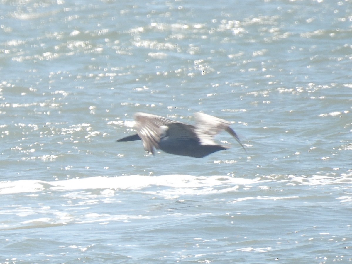 Brown Pelican - Cindy Leffelman