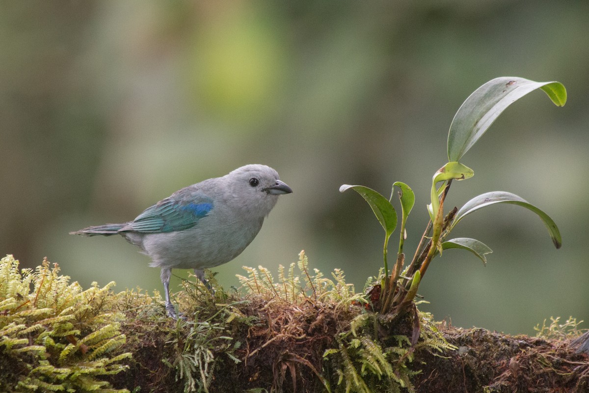 Blue-gray Tanager - Nancy Davis