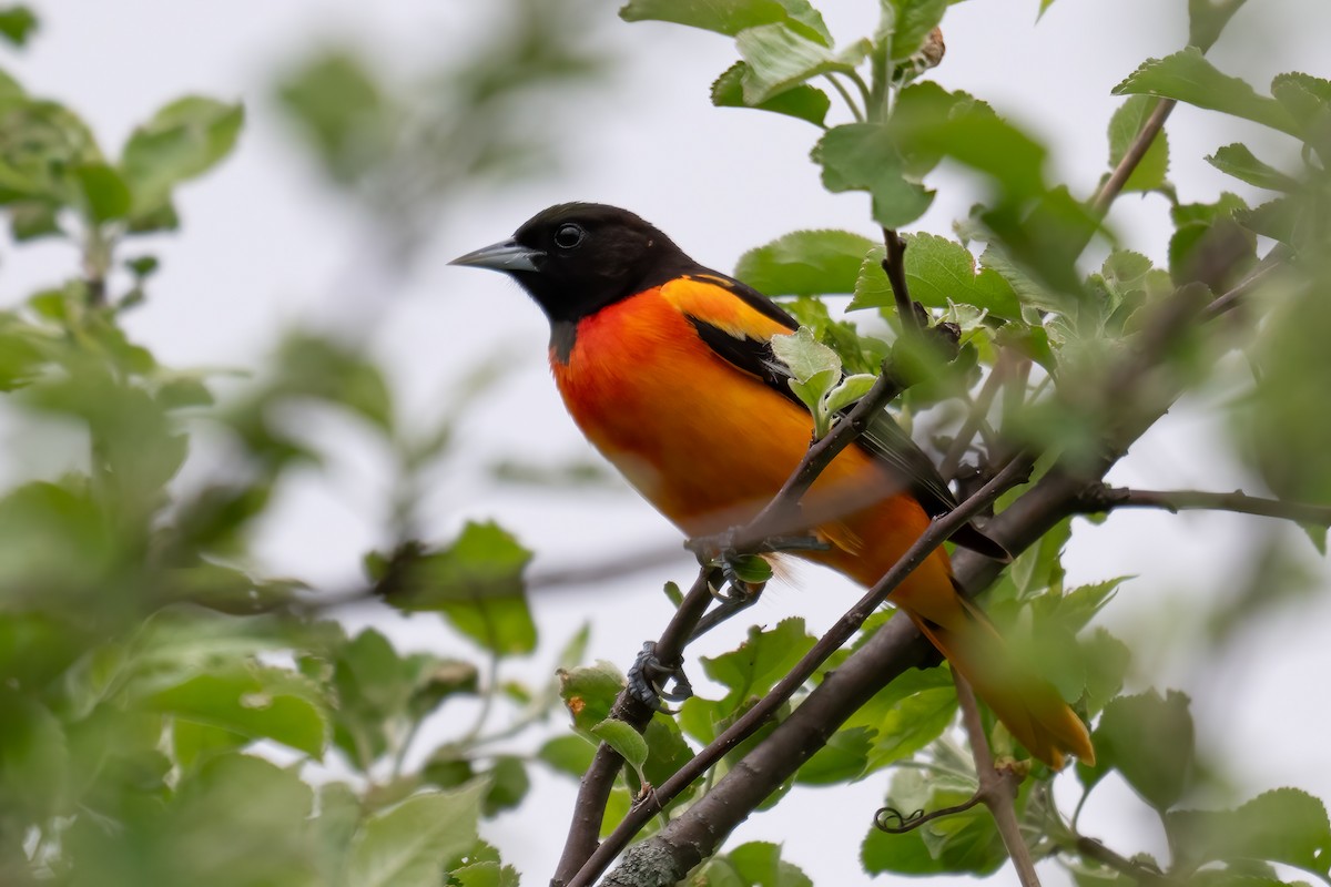 Baltimore Oriole - Rob  Henderson