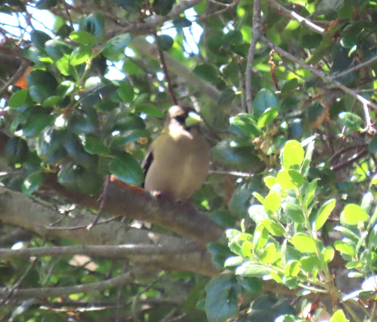 Evening Grosbeak - Chris Hayward