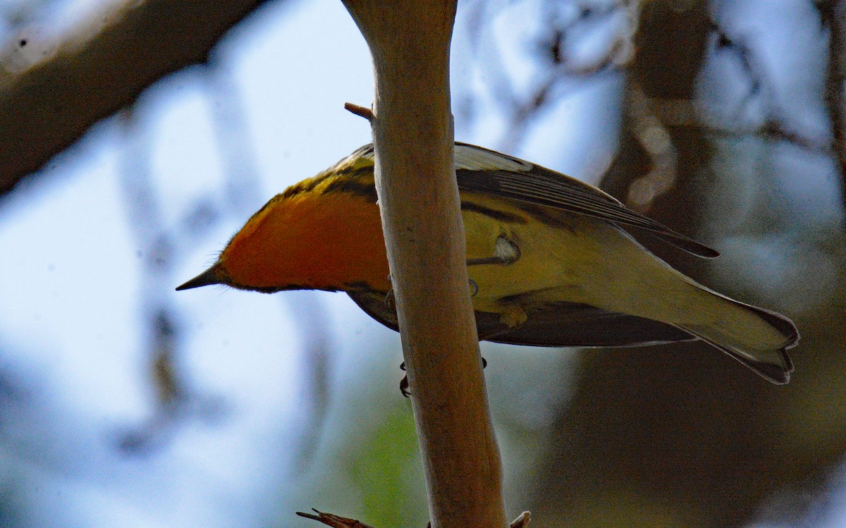 Blackburnian Warbler - Michael J Good