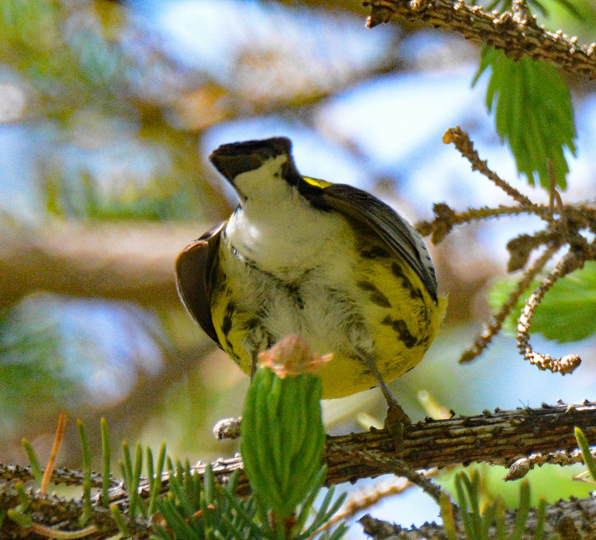 Magnolia Warbler - Michael J Good