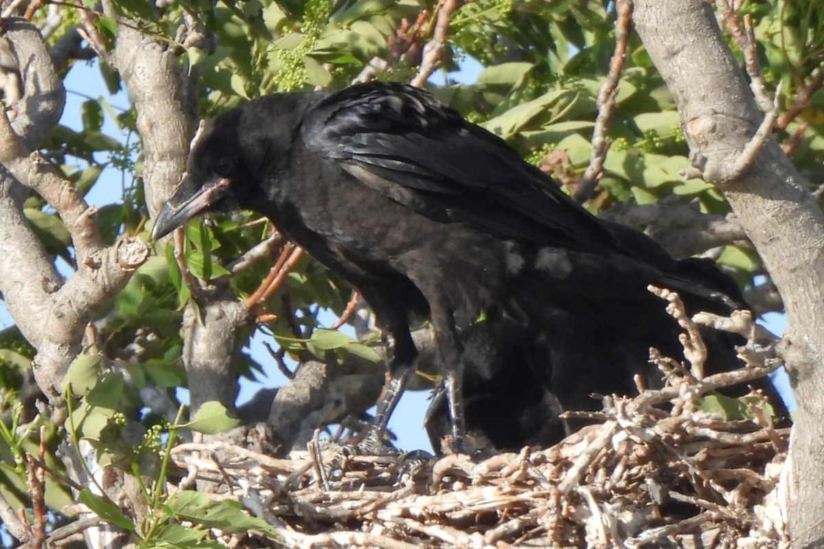 Common Raven - Michael I Christie