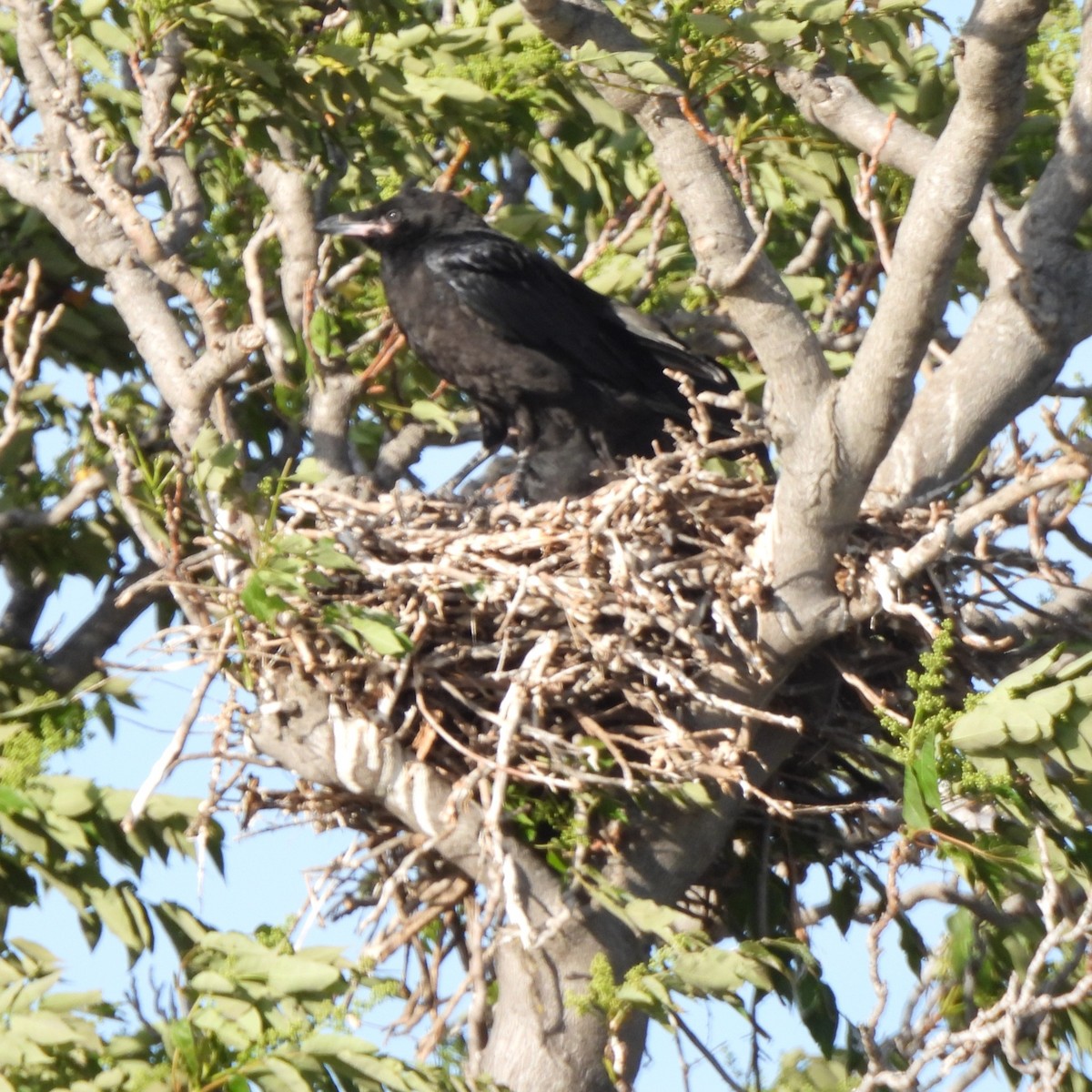 Common Raven - Michael I Christie