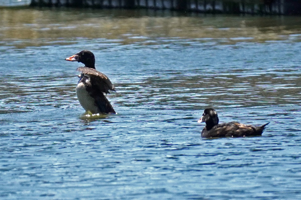 Surf Scoter - Susan Iannucci