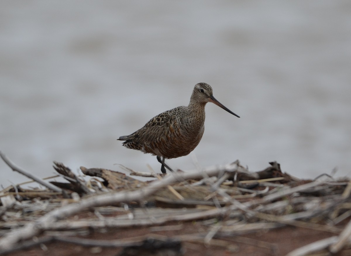 Hudsonian Godwit - ML619464059