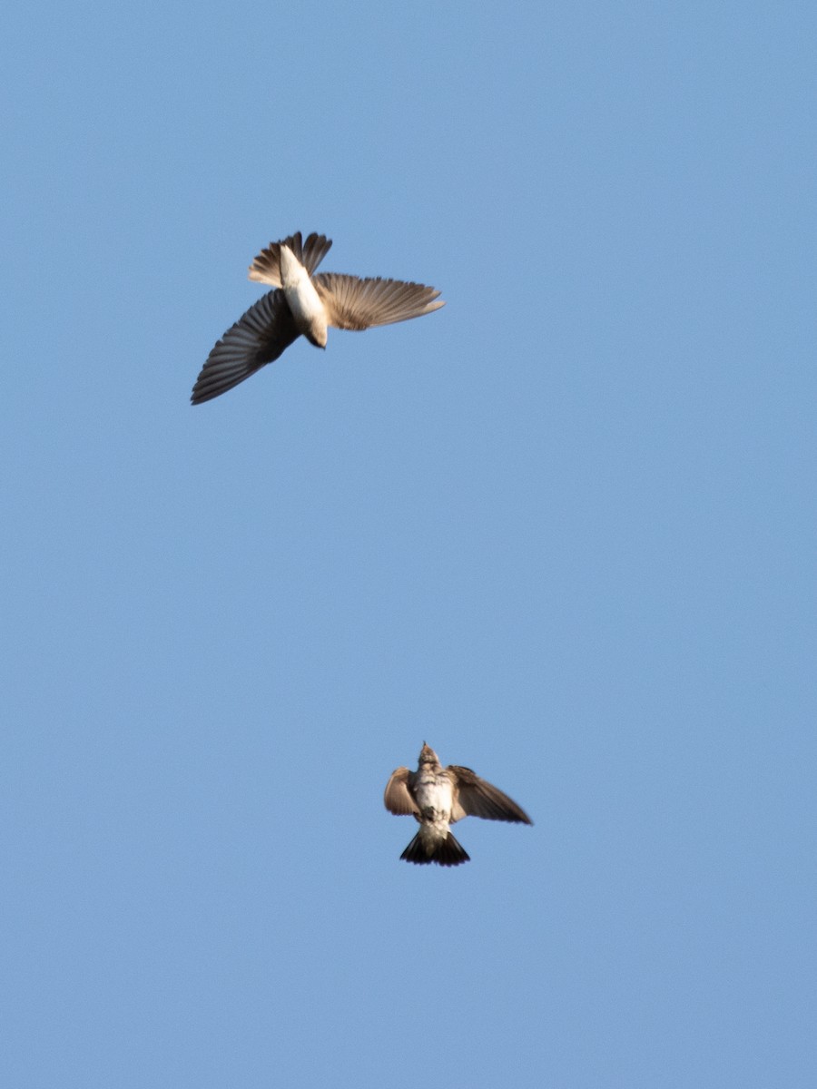 Northern Rough-winged Swallow - Rene sun