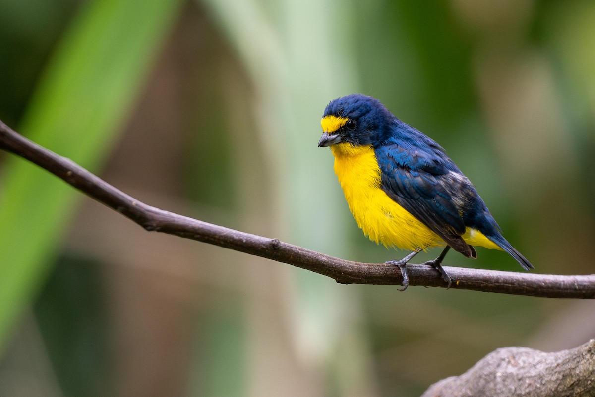 Yellow-throated Euphonia - Forest Botial-Jarvis